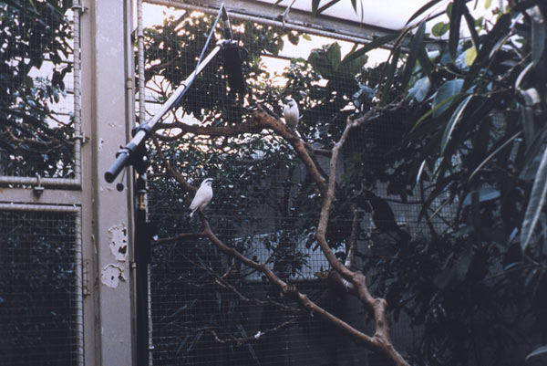 Oct.26.2003 (Leucopsar Rothschildi), 2003. <em>fotograaf: © Ernst Moritz, Den Haag / The Hague</em>