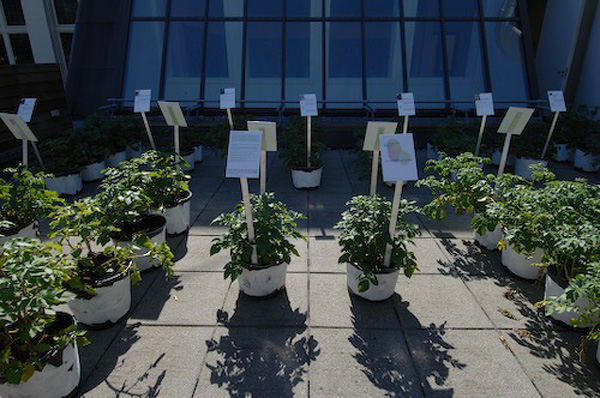 Åsa Sonjasdotter, A Potato Perspective. The juridical status of some potato varieties in EU and other related stories, 2006
. <em>fotograaf: © Henni van Beek</em> © Henni van Beek