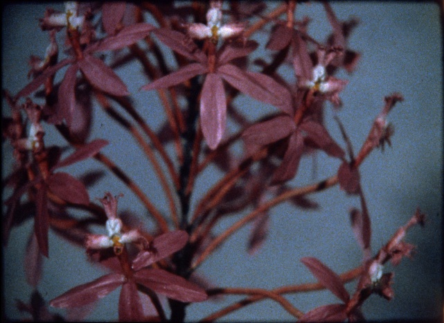 Paul Sietsema "Untitled (Beautiful Place)", 199816 mm film in zwart-wit en kleur, 19 min. Regen Projects, Los Angeles
