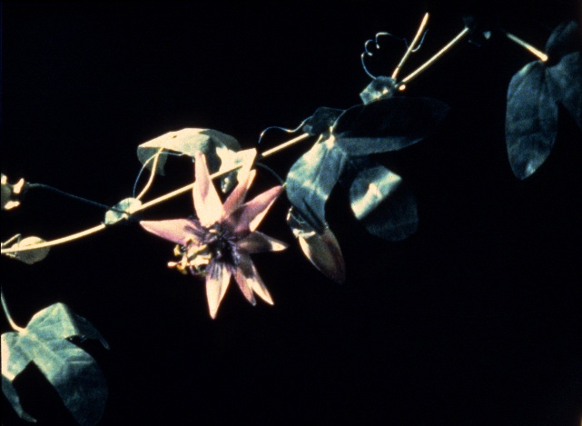 Paul Sietsema "Untitled (Beautiful Place)", 199816 mm film in zwart-wit en kleur, 19 min. Regen Projects, Los Angeles