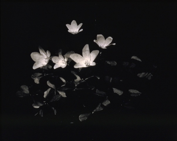 Paul Sietsema "Untitled (Beautiful Place)", 199816 mm film in zwart-wit en kleur, 19 min. Regen Projects, Los Angeles