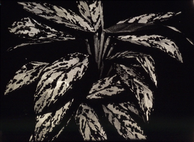 Paul Sietsema "Untitled (Beautiful Place)", 199816 mm film in zwart-wit en kleur, 19 min. Regen Projects, Los Angeles