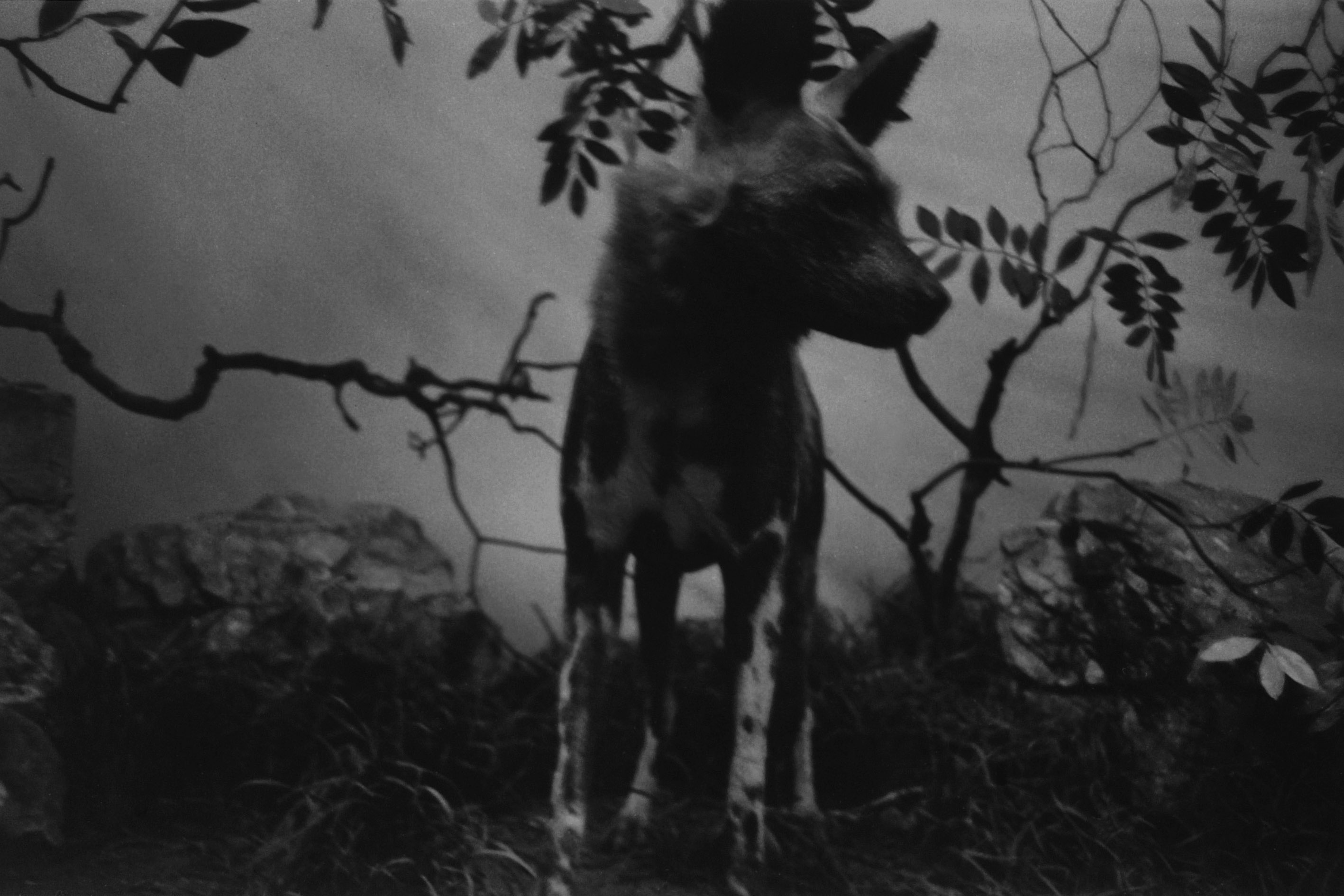 Dirk Braeckman M.V.-K.W.-98-01