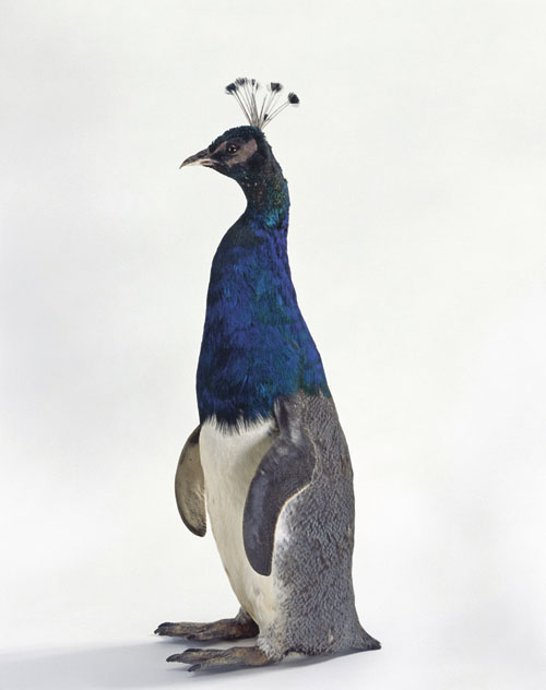 Thomas Grünfeld, Misfit (Penguin/Peacock), 2005, Courtesy Archeus / Post-Modern, London. © by VG -Bildkunst, Bonn 2014. Photo: Lothar Schnepf