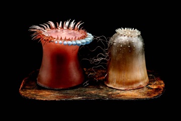 Leopold and Rudolph Blaschka, Actinia and Sargartia, 1890, Photo: James Turner ©Amgueddfa Cymru (2014) National Museum Wales, Cardiff
