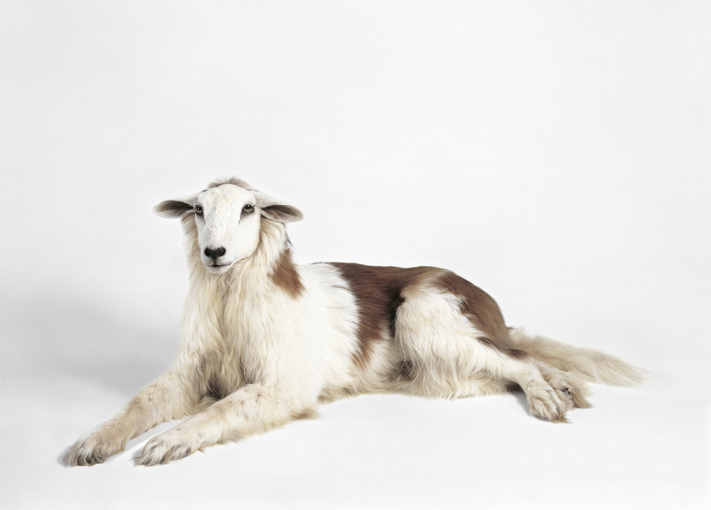 Thomas Grünfeld, Misfit (St. Bernhard/Sheep), 1994, Courtesy Archeus / Post-Modern, London. © by VG -Bildkunst, Bonn 2014. Photo: Lothar Schnepf