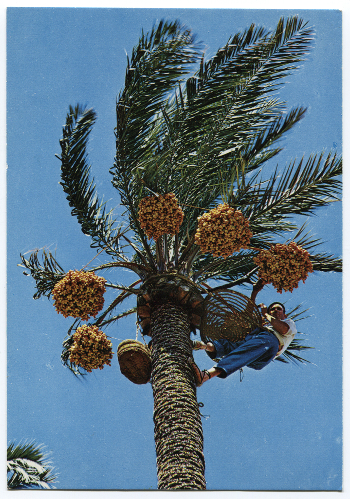 1975&nbsp;GINA PANE MON ADRESSE JUSQU'AU 23-07-:, 1975. Postal Card: Fruit Picking to Wies Smalls in 1975 by Gina Pane from Elche (Alicante). &copy; De Appel, Amsterdam & de kunstenaar(s)/the artist(s)